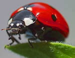 La coccinelle, bête à bon Dieu.