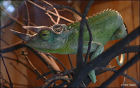 Le caméléon