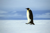 Manchot empereur en Antarctique