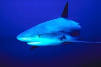 Exercice de lecture et compréhension de texte avec le requin